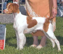Tess