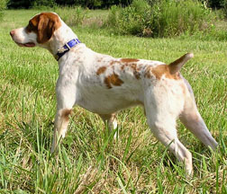 Toby
