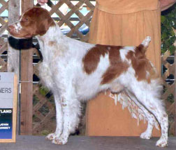 Tess